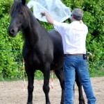 Désensibilisation du cheval Désensibilisation du cheval