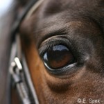 Nature du cheval