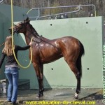 Désensibilisation du cheval à la douche