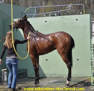 Désensibilisation du cheval à la douche Désensibilisation du cheval à la douche