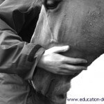 Mieux comprendre le cheval pour obtenir sa complicité Mieux comprendre le cheval pour obtenir sa complicité