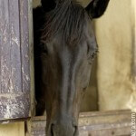Aborder un cheval au box