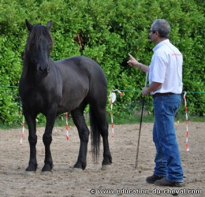 Education du cheval - Stage avec Bernard Lamonnier