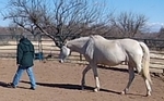 Coaching par le cheval Développement personnel avec le cheval Coaching par le cheval Développement personnel avec le cheval