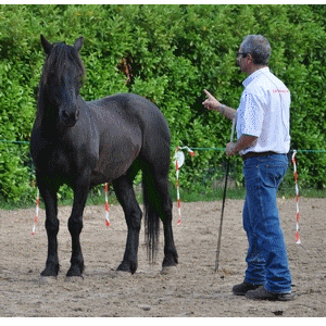 Bernard Lamonnier - Education du Cheval Bernard Lamonnier - Education du Cheval