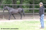 Découverte relation Homme Cheval